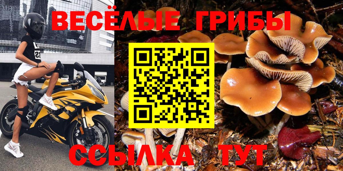 Сланцы  Галлюциногенные грибы Cubensis  Вход с VPN 